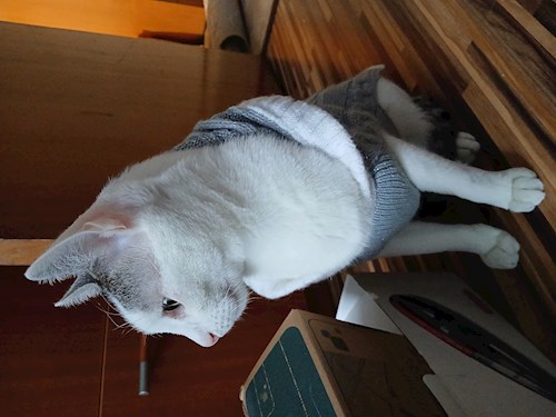 Mitrica- petsitter București vagy Állat szitter a kutyák cicák 