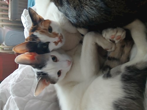 Mitrica- petsitter București vagy Állat szitter a kutyák cicák 