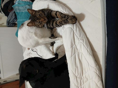 Mitrica- petsitter București vagy Állat szitter a kutyák cicák 