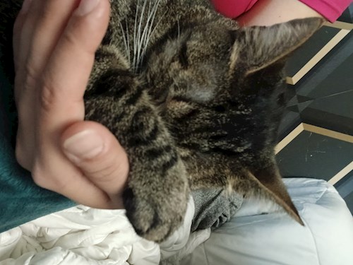 Mitrica- petsitter București vagy Állat szitter a kutyák cicák 