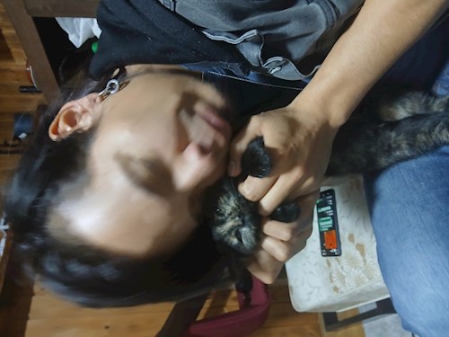 Mitrica- petsitter București vagy Állat szitter a kutyák cicák 