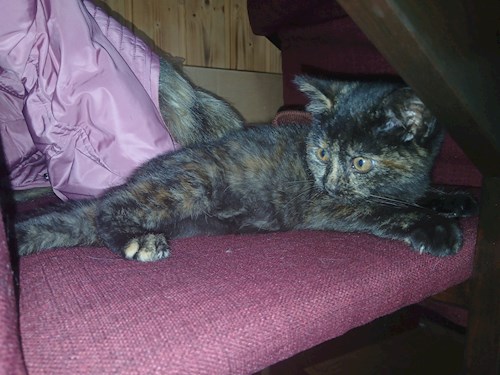 Mitrica- petsitter București vagy Állat szitter a kutyák cicák 