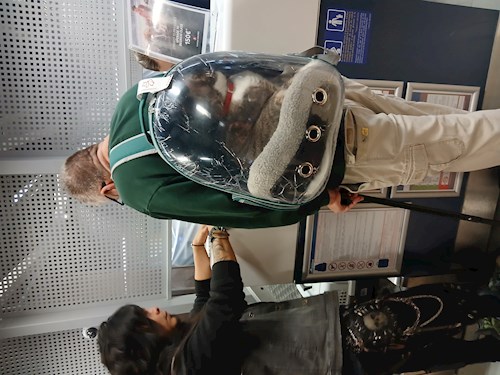 Mitrica- petsitter București vagy Állat szitter a kutyák cicák 