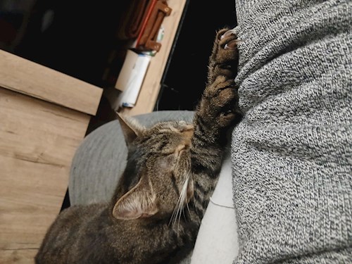 Mitrica- petsitter București vagy Állat szitter a kutyák cicák 