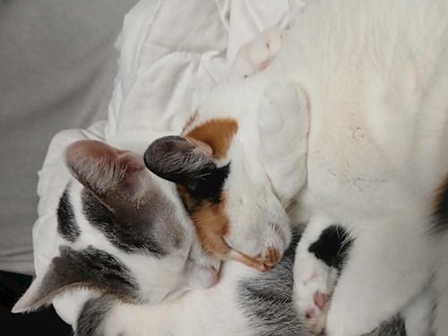 Mitrica- petsitter București vagy Állat szitter a kutyák cicák 