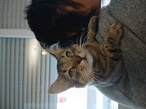 Mitrica- petsitter București vagy Állat szitter a kutyák cicák 