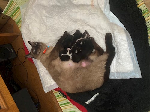 Hazaparu- petsitter Cluj-Napoca or Pet nanny for dogs cats 