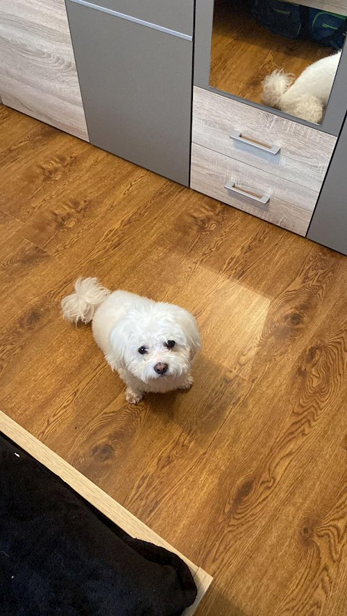 Hazaparu- petsitter Cluj-Napoca or Pet nanny for dogs cats 