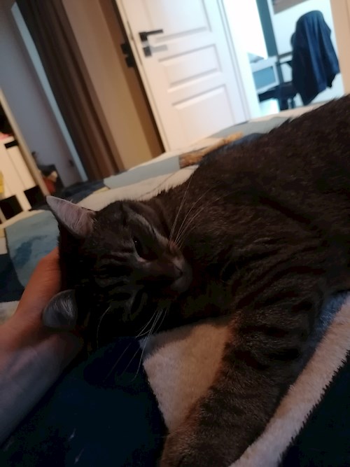 Cristea- petsitter Cluj-Napoca or Pet nanny for dogs cats 