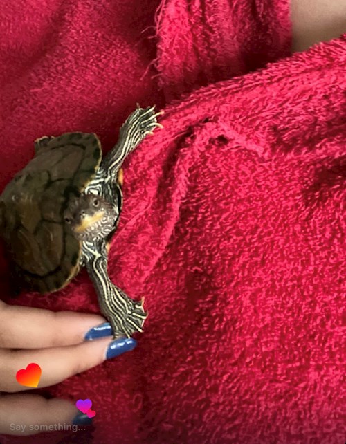 Alexia- petsitter Cluj-Napoca or Pet nanny for dogs cats 