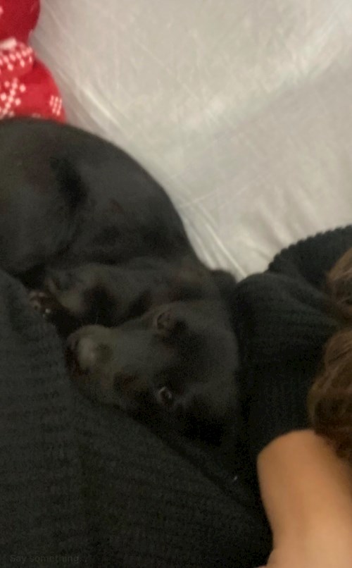 Alexia- petsitter Cluj-Napoca or Pet nanny for dogs cats 