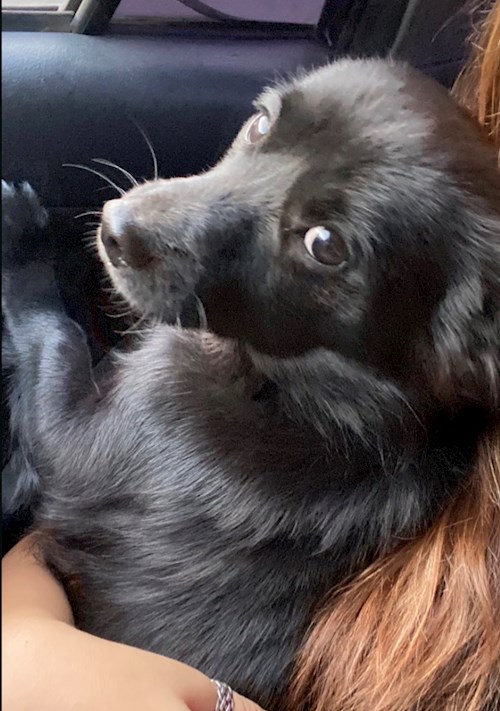 Alexia- petsitter Cluj-Napoca or Pet nanny for dogs cats 