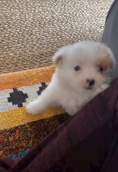 Alexia- petsitter Cluj-Napoca or Pet nanny for dogs cats 