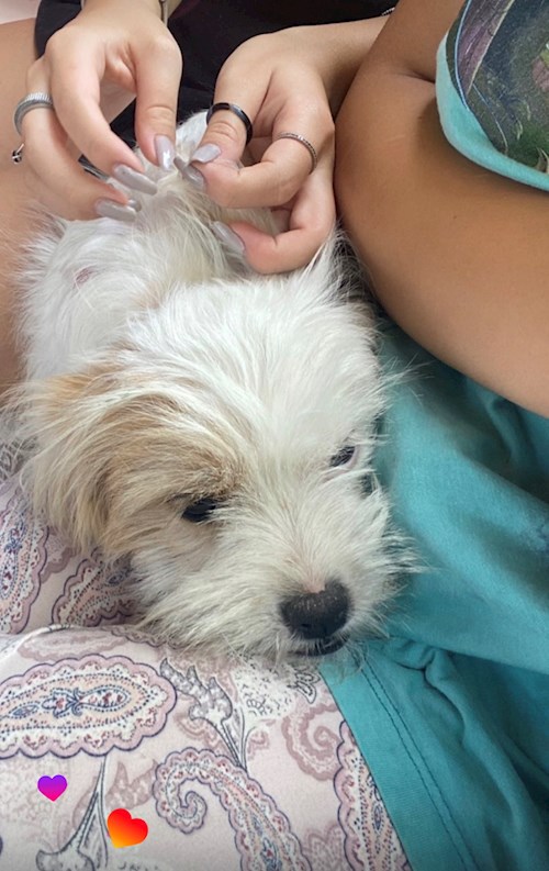 Alexia- petsitter Cluj-Napoca or Pet nanny for dogs cats 