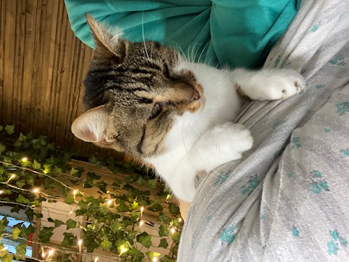 Alexia- petsitter Cluj-Napoca or Pet nanny for dogs cats 