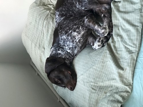 Callum- petsitter București or Pet nanny for dogs cats 