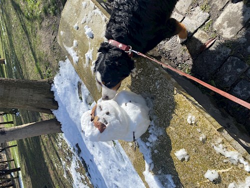 Callum- petsitter București or Pet nanny for dogs cats 