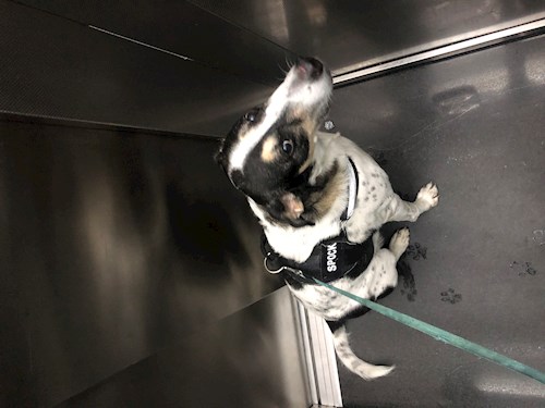 Callum- petsitter București or Pet nanny for dogs cats 