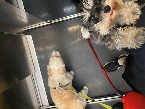 Callum- petsitter București or Pet nanny for dogs cats 