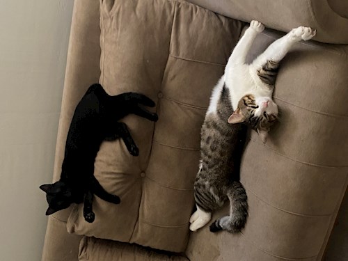 Callum- petsitter București or Pet nanny for dogs cats 