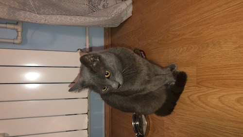 Callum- petsitter București or Pet nanny for dogs cats 