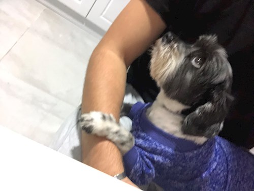 Callum- petsitter București or Pet nanny for dogs cats 