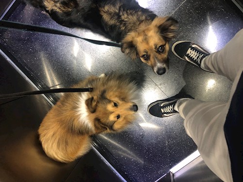 Callum- petsitter București or Pet nanny for dogs cats 