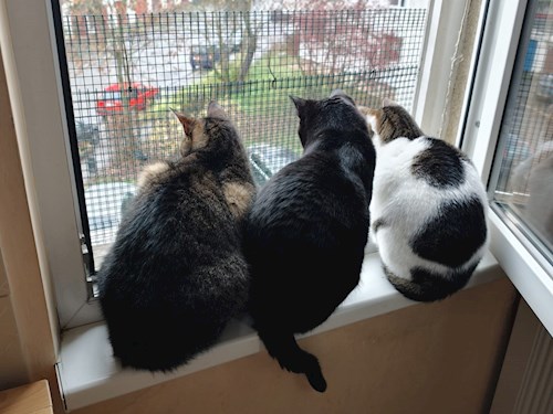 Laura- petsitter Târgu Mureș or Pet nanny for dogs cats 