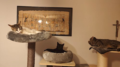 Laura- petsitter Târgu Mureș or Pet nanny for dogs cats 