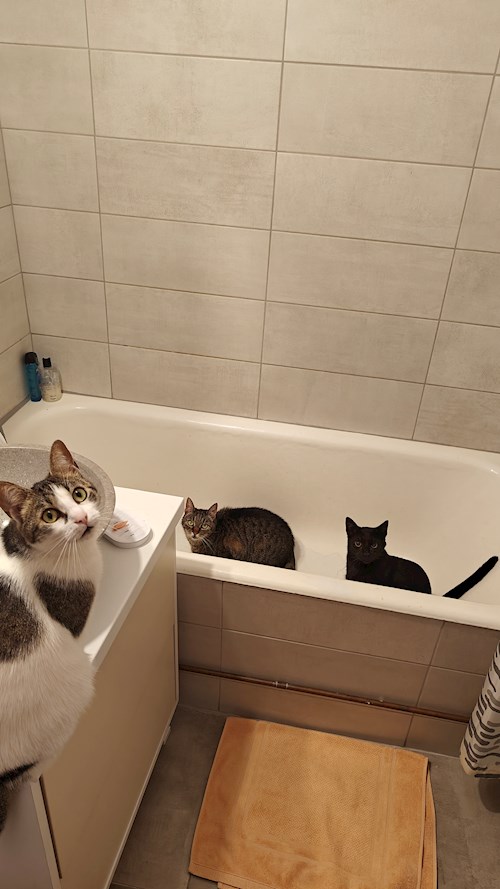 Laura- petsitter Târgu Mureș or Pet nanny for dogs cats 