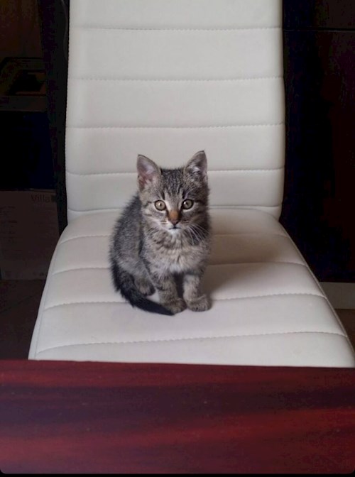 Laura- petsitter Târgu Mureș or Pet nanny for dogs cats 