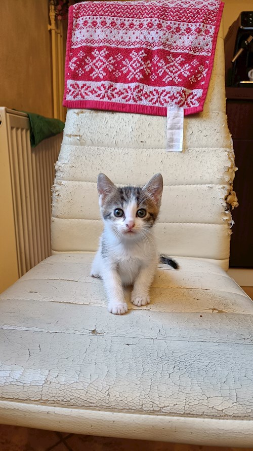 Laura- petsitter Târgu Mureș or Pet nanny for dogs cats 