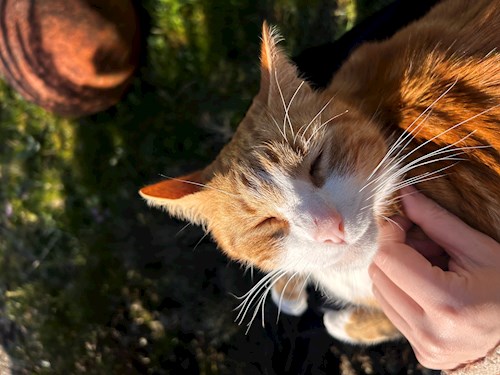 Oana- petsitter Otopeni or Pet nanny for dogs cats 