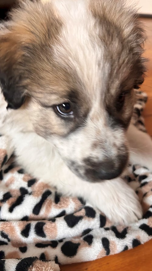 Oana- petsitter Otopeni or Pet nanny for dogs cats 