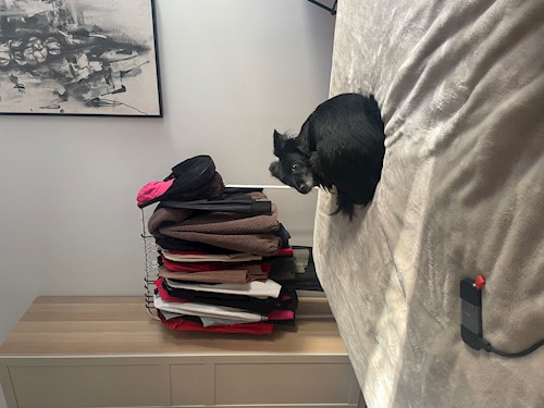 Miruna- petsitter București or Pet nanny for dogs cats 