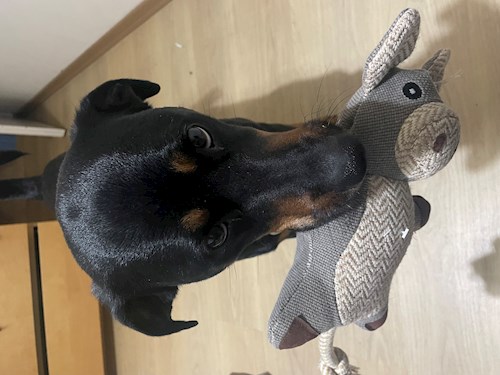 Miruna- petsitter București or Pet nanny for dogs cats 