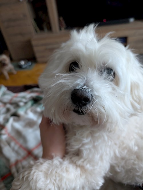 Raluca- petsitter Iași sau Bonă pentru animale pentru câini pisici 