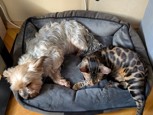 Raluca- petsitter Iași sau Bonă pentru animale pentru câini pisici 