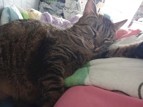 Mircea- petsitter București sau Bonă pentru animale pentru câini pisici 