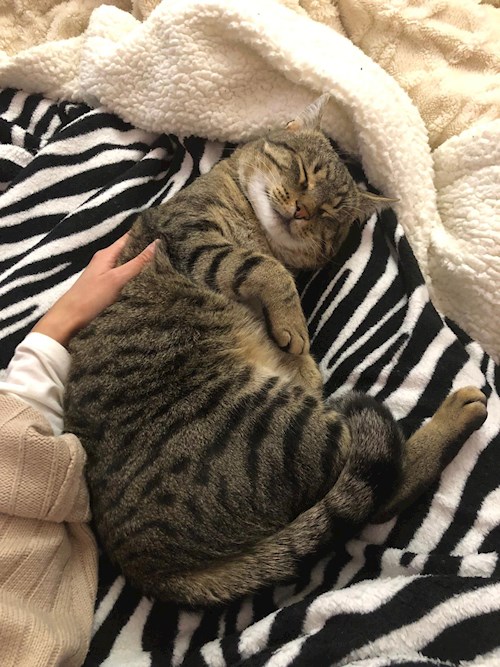 Ana- petsitter Corunca or Pet nanny for dogs cats 