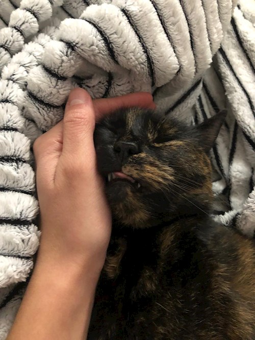 Ana- petsitter Corunca or Pet nanny for dogs cats 