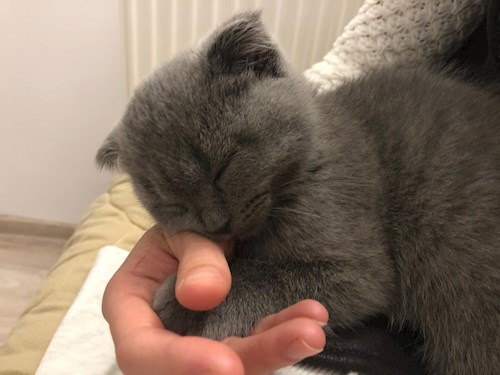 Ana- petsitter Corunca or Pet nanny for dogs cats 