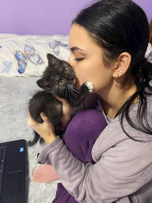 petsitter Popești-Leordeni or Pet nanny for Dogs Cats 