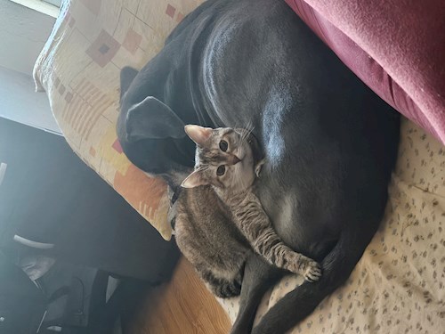 Tapardel- petsitter Roșu or Pet nanny for dogs cats 