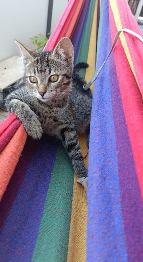 Anitsirc- petsitter Cluj-Napoca sau Bonă pentru animale pentru pisici 