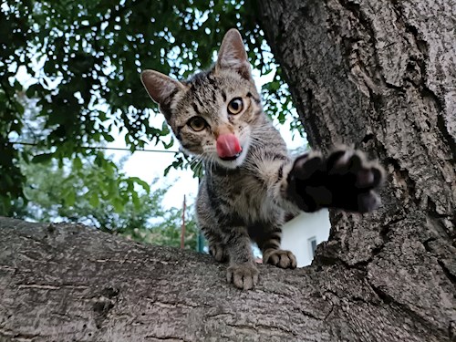 Anitsirc- petsitter Cluj-Napoca sau Bonă pentru animale pentru pisici 