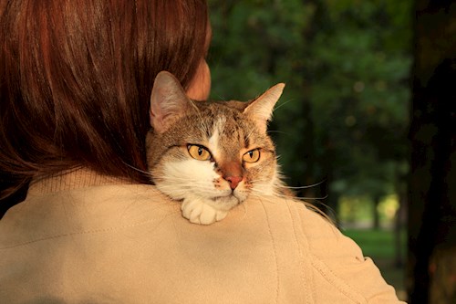 Anitsirc- petsitter Cluj-Napoca sau Bonă pentru animale pentru pisici 