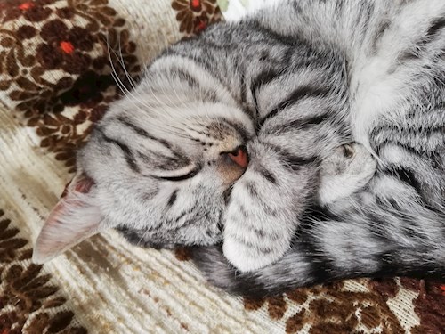 Anitsirc- petsitter Cluj-Napoca sau Bonă pentru animale pentru pisici 