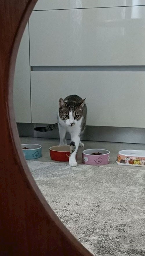 Anitsirc- petsitter Cluj-Napoca sau Bonă pentru animale pentru pisici 