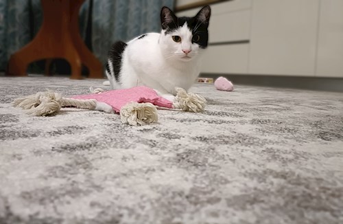 Anitsirc- petsitter Cluj-Napoca sau Bonă pentru animale pentru pisici 